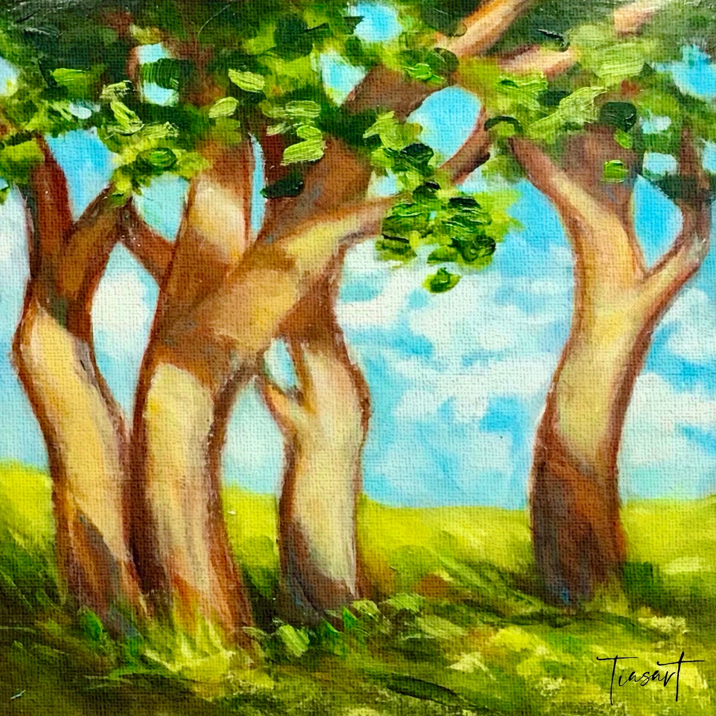Shaded Trees